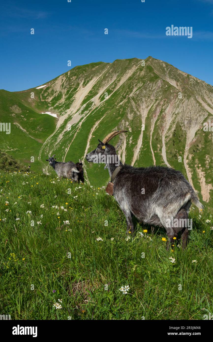Goats in the alps in Tyrol Austria. Mountain Bleispitze and Gartner
