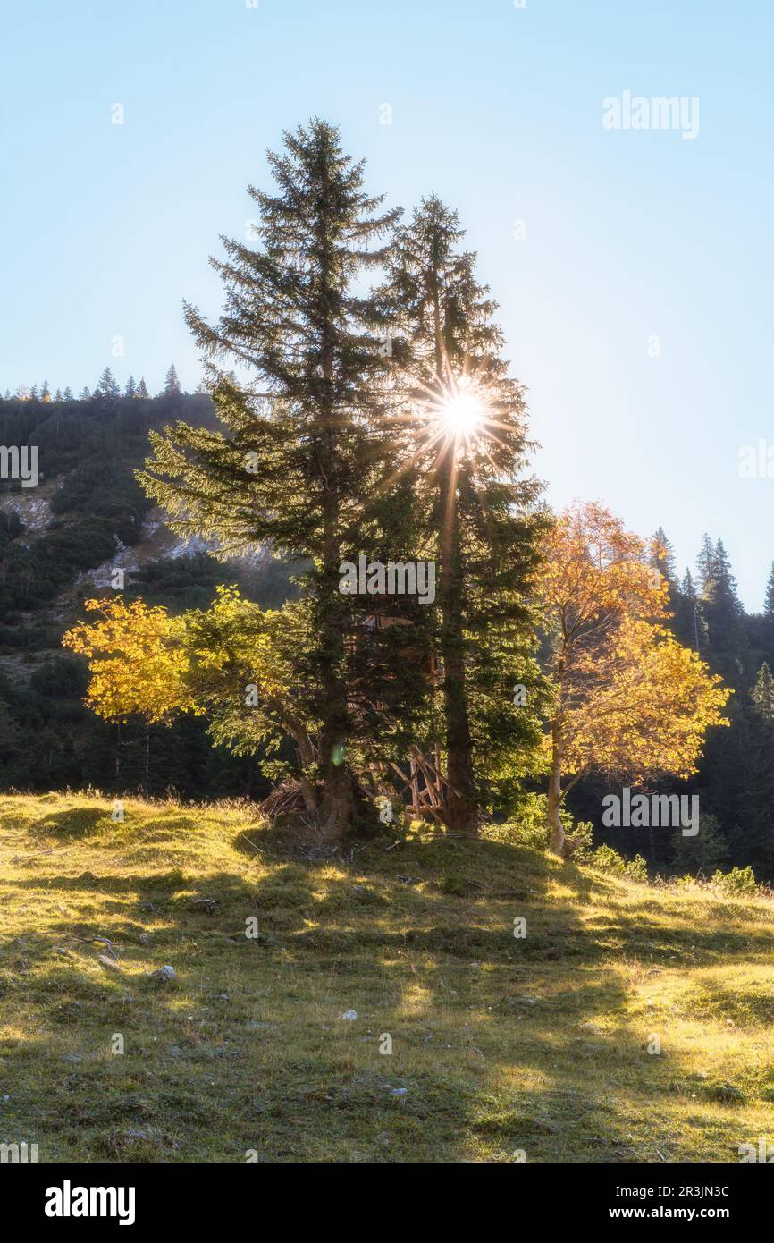 Fall colors and Trees in the Ammergauer Alpen near Mountain Hochplatte ...