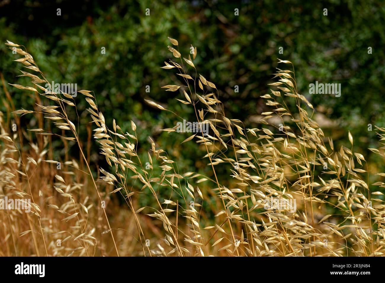 Wild False oats grasses. Stock Photo