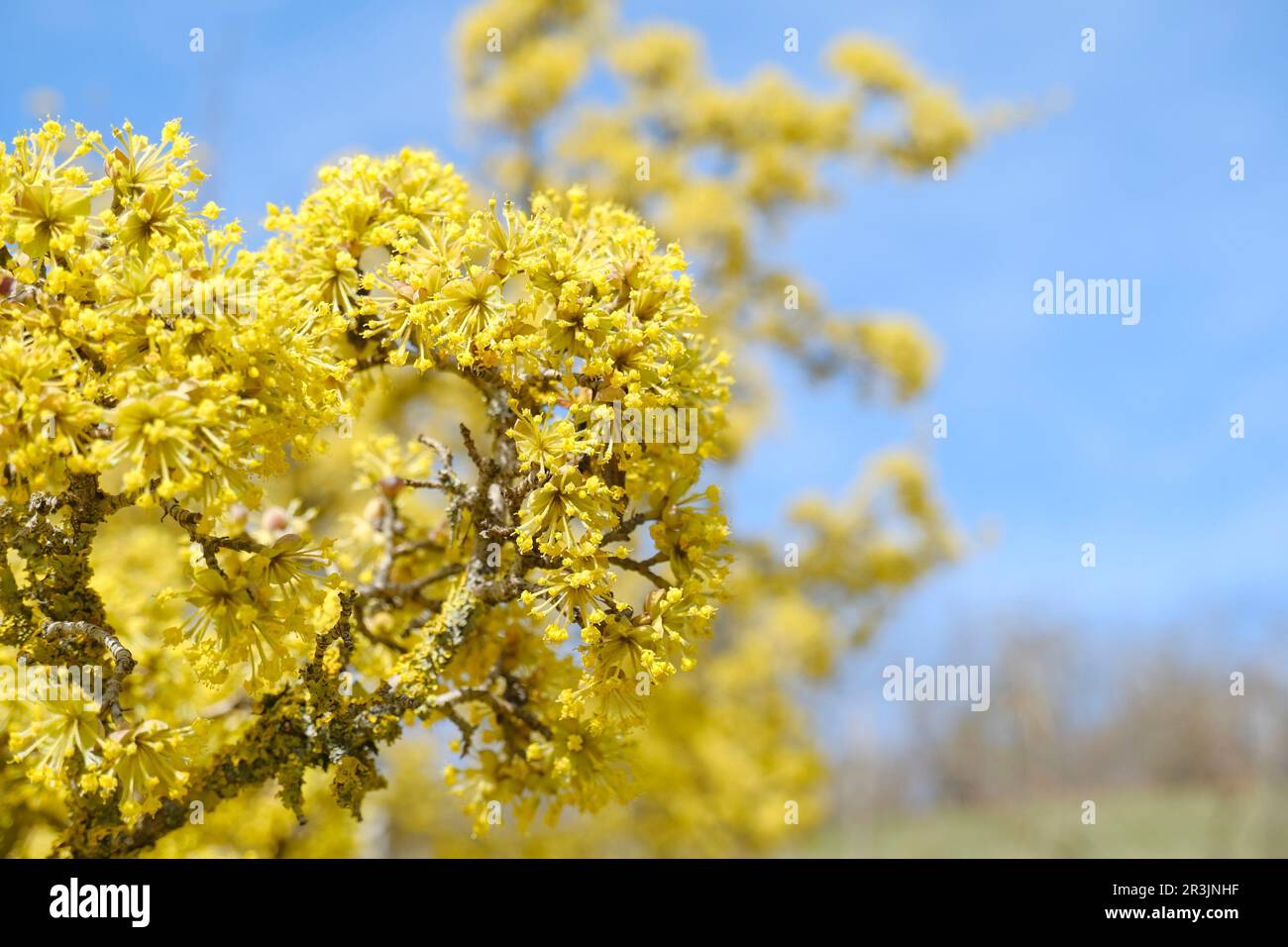 yellow flower of Ciliegia cornelian, cornel, dogwood, Cornus mas, Cornus officinalis closeup across blue sky. Spring natural background Stock Photo