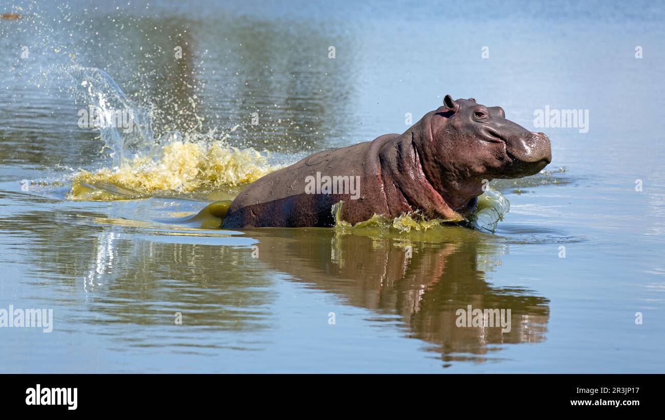 Hippo Afrique Hi res Stock Photography And Images Alamy hippo-afrique-hi-res-stock-photography-and-images-alamy
