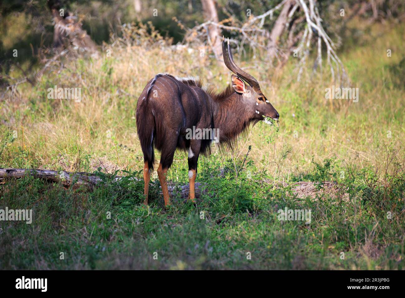 Nyala-Bulle Stock Photo