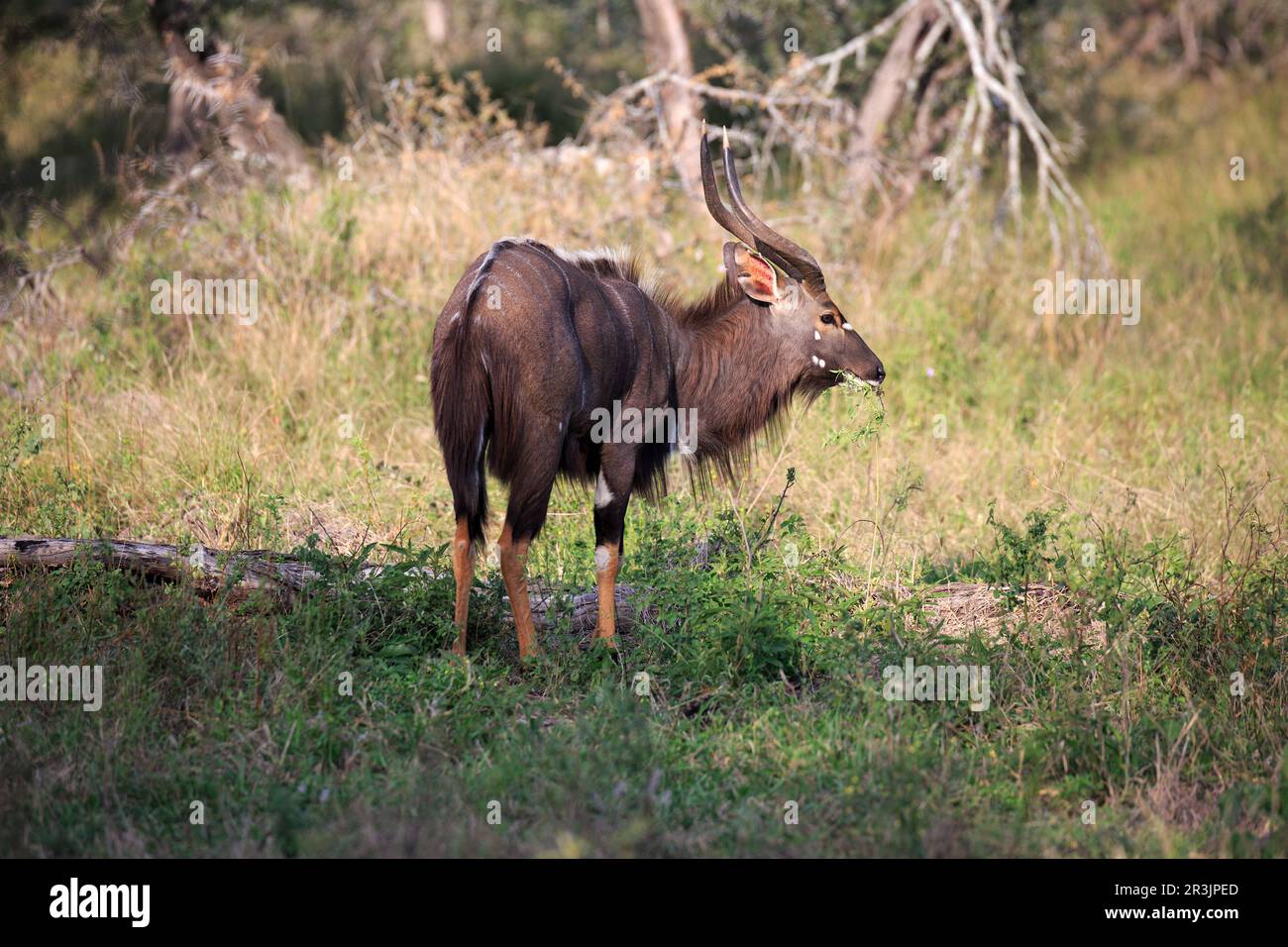 Nyala-Bulle Stock Photo