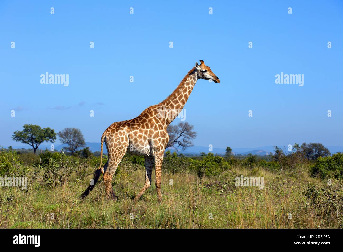 Giraffa camelopardalis afrique hi-res stock photography and images - Alamy
