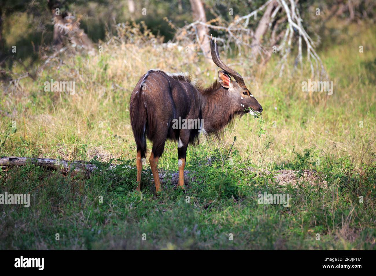 Nyala-Bulle Stock Photo