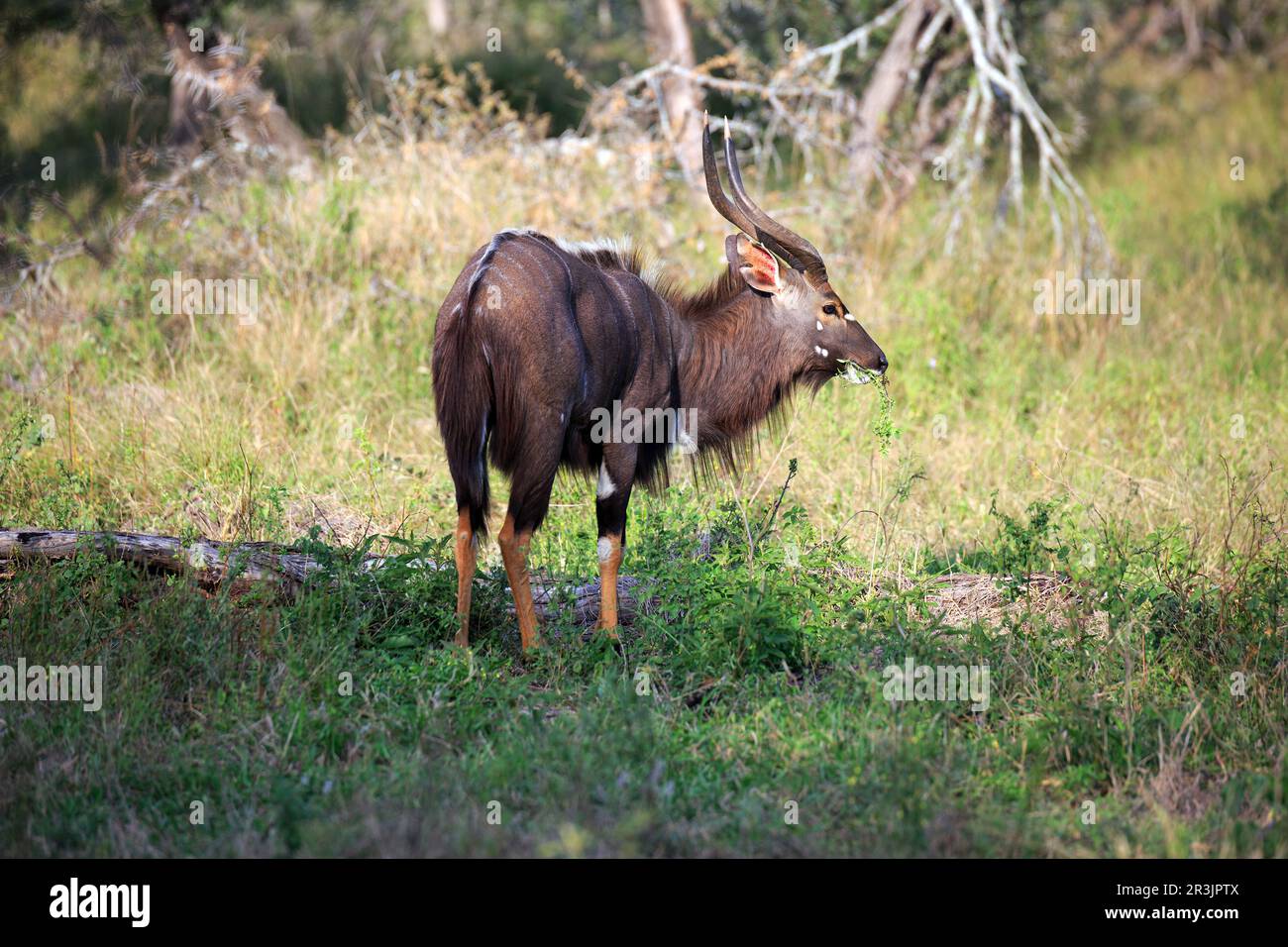 Nyala-Bulle Stock Photo