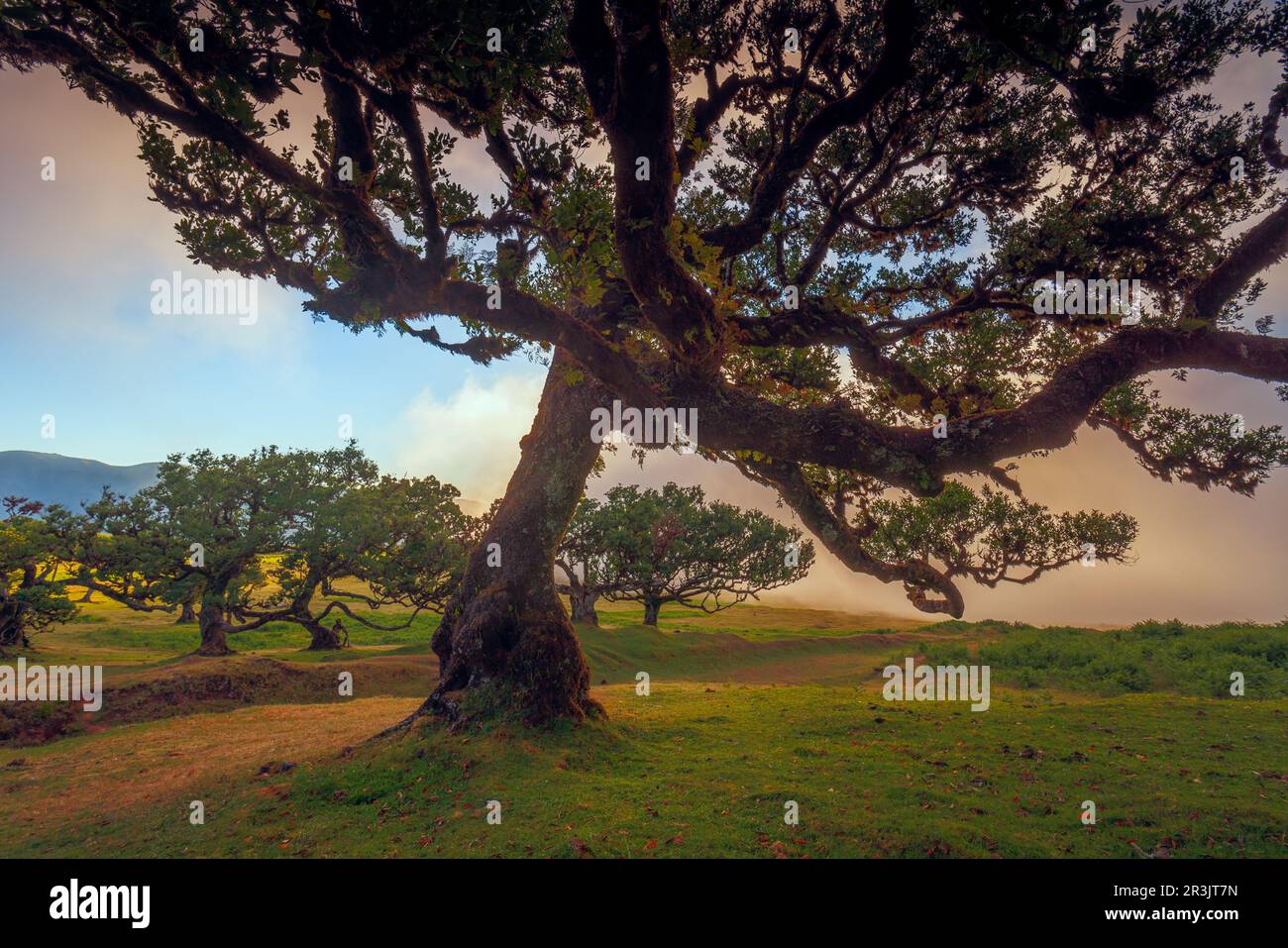 Fanal forest , old mystical tree in Madeira island, Unesco Stock Photo Alamy