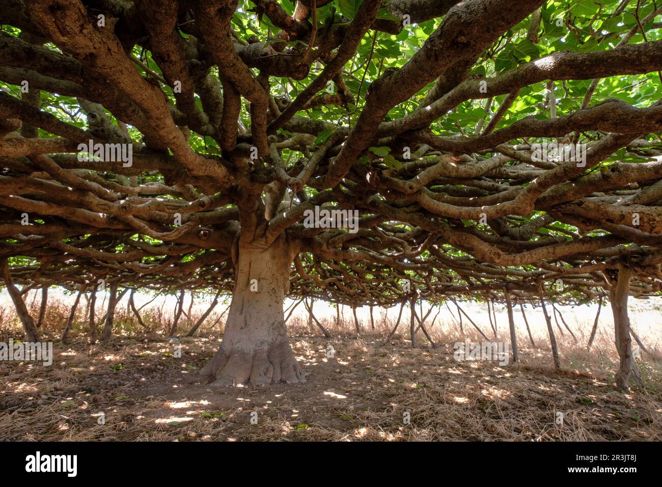 Arbol de ficus hi-res stock photography and images - Alamy