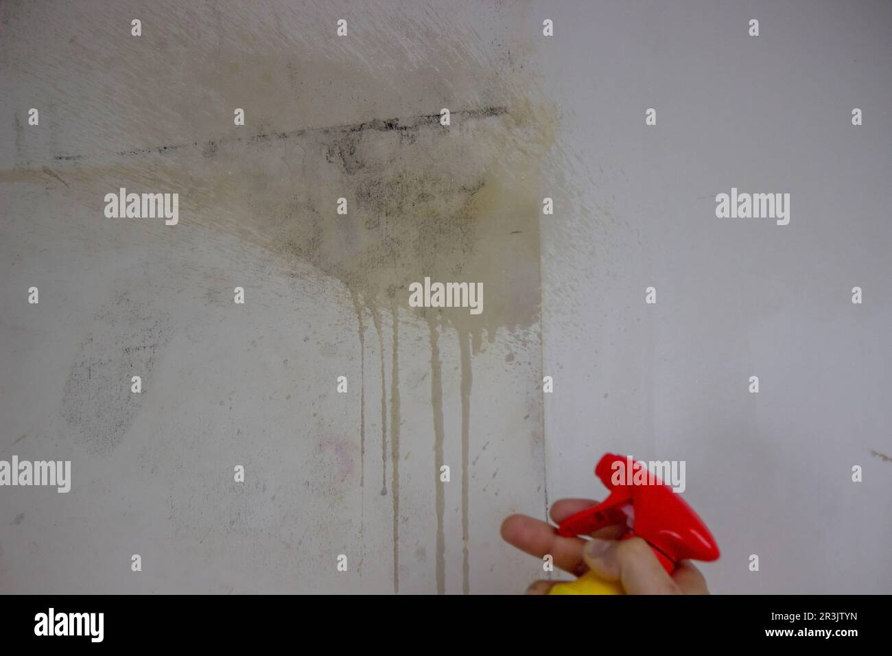 removing black mold from the wall. selective focus Stock Photo Alamy