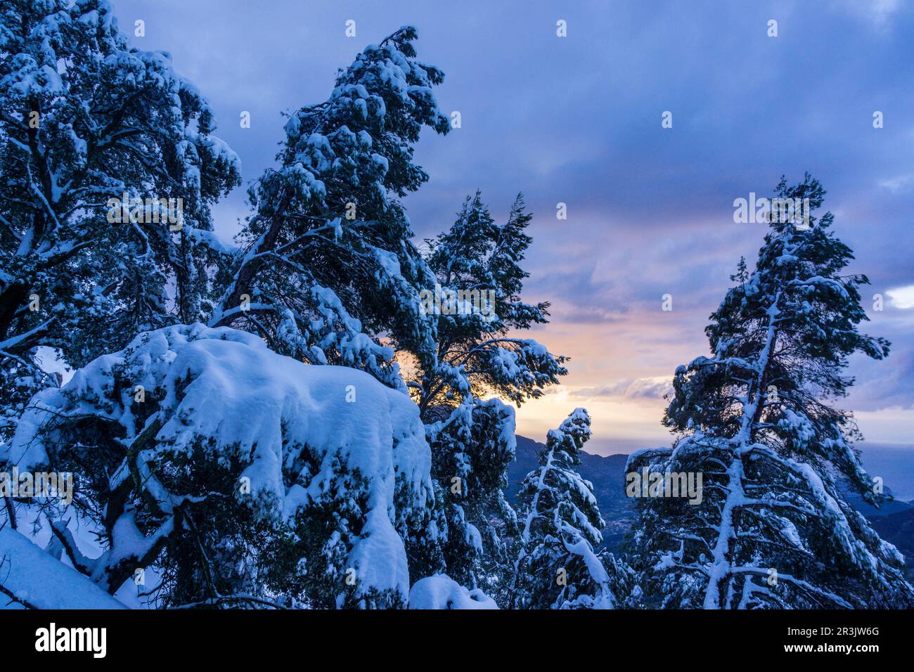 pinos nevados, Portell de Sa Costa, Soller, Mallorca, balearic islands, spain, europe. Stock Photo