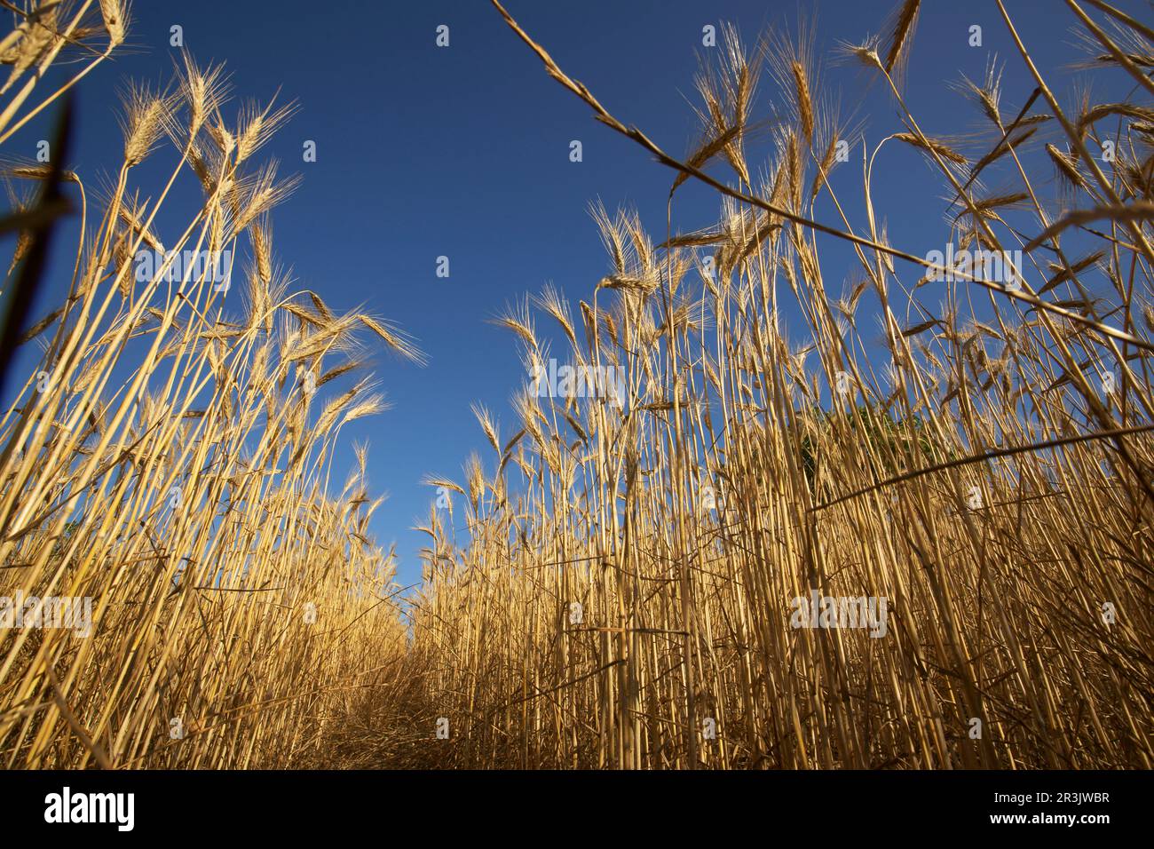 Hojas de cereales hi-res stock photography and images - Alamy