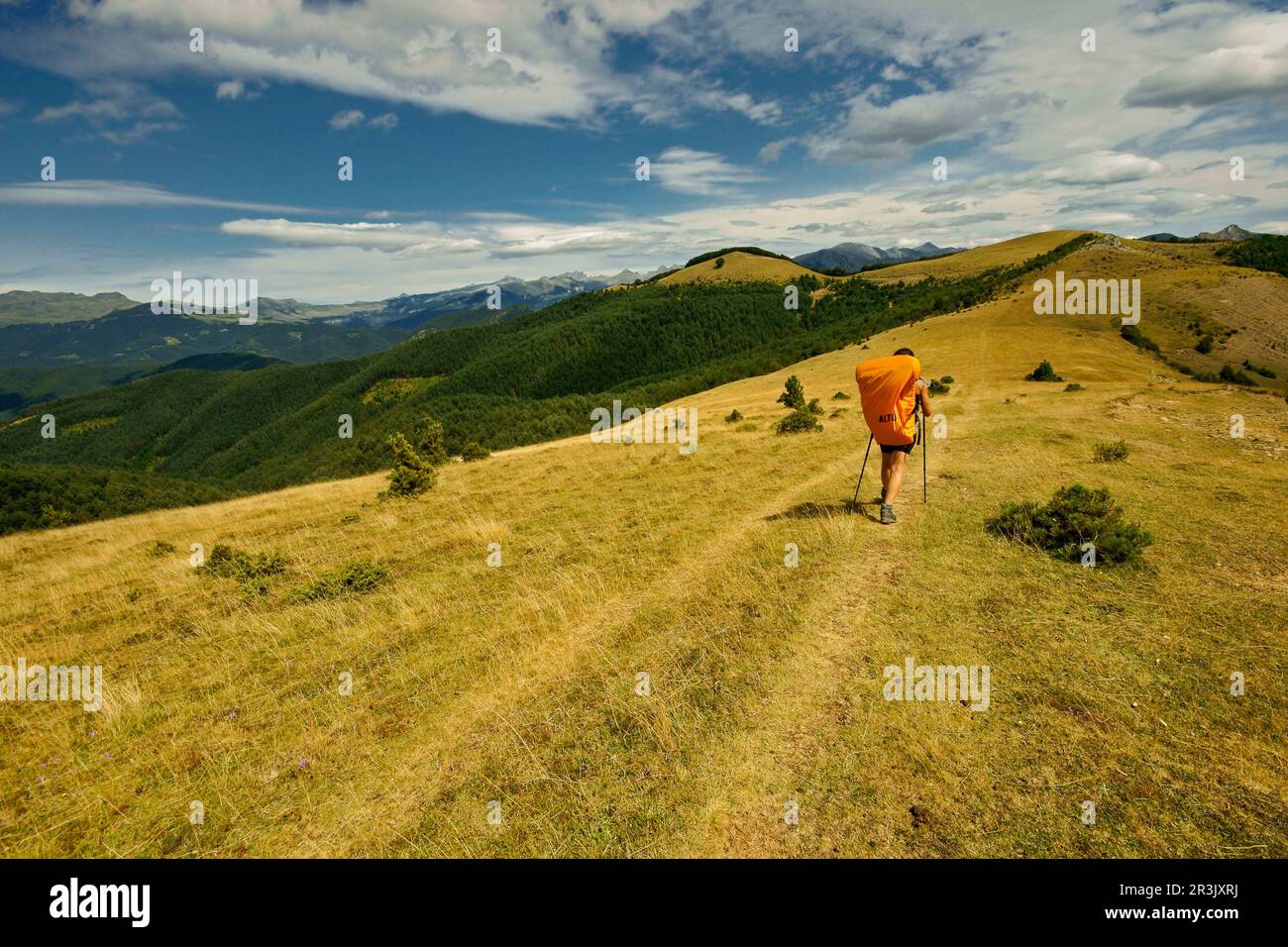 Sendero de bosques hi-res stock photography and images - Alamy