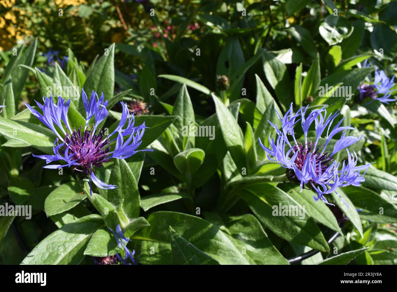 Deep blue wild flowers hi-res stock photography and images - Alamy