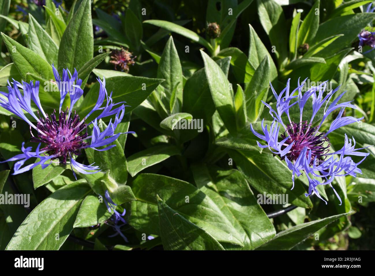 Deep blue wild flowers hi-res stock photography and images - Alamy