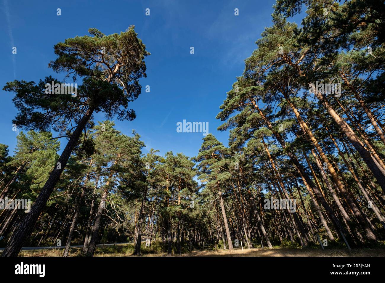 bosque de pino silvestre , Pinus sylvestris,Navaleno, Soria, Comunidad Autónoma de Castilla, Spain, Europe. Stock Photo