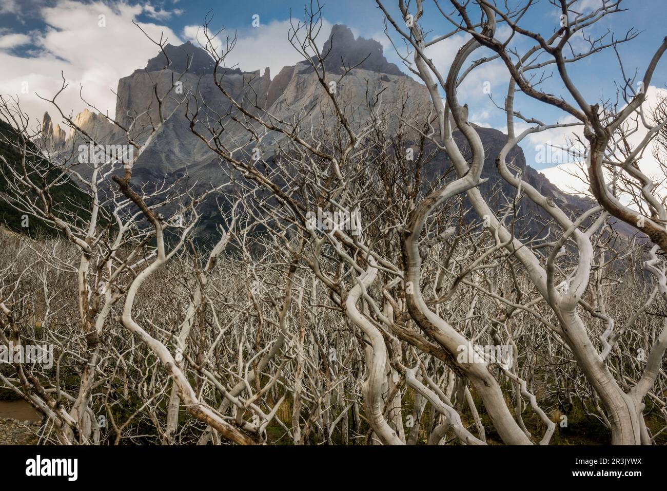 zona incendiada, trekking W, Parque nacional Torres del Paine,Sistema Nacional de Áreas Silvestres Protegidas del Estado de Chile.Patagonia, República de Chile,América del Sur. Stock Photo