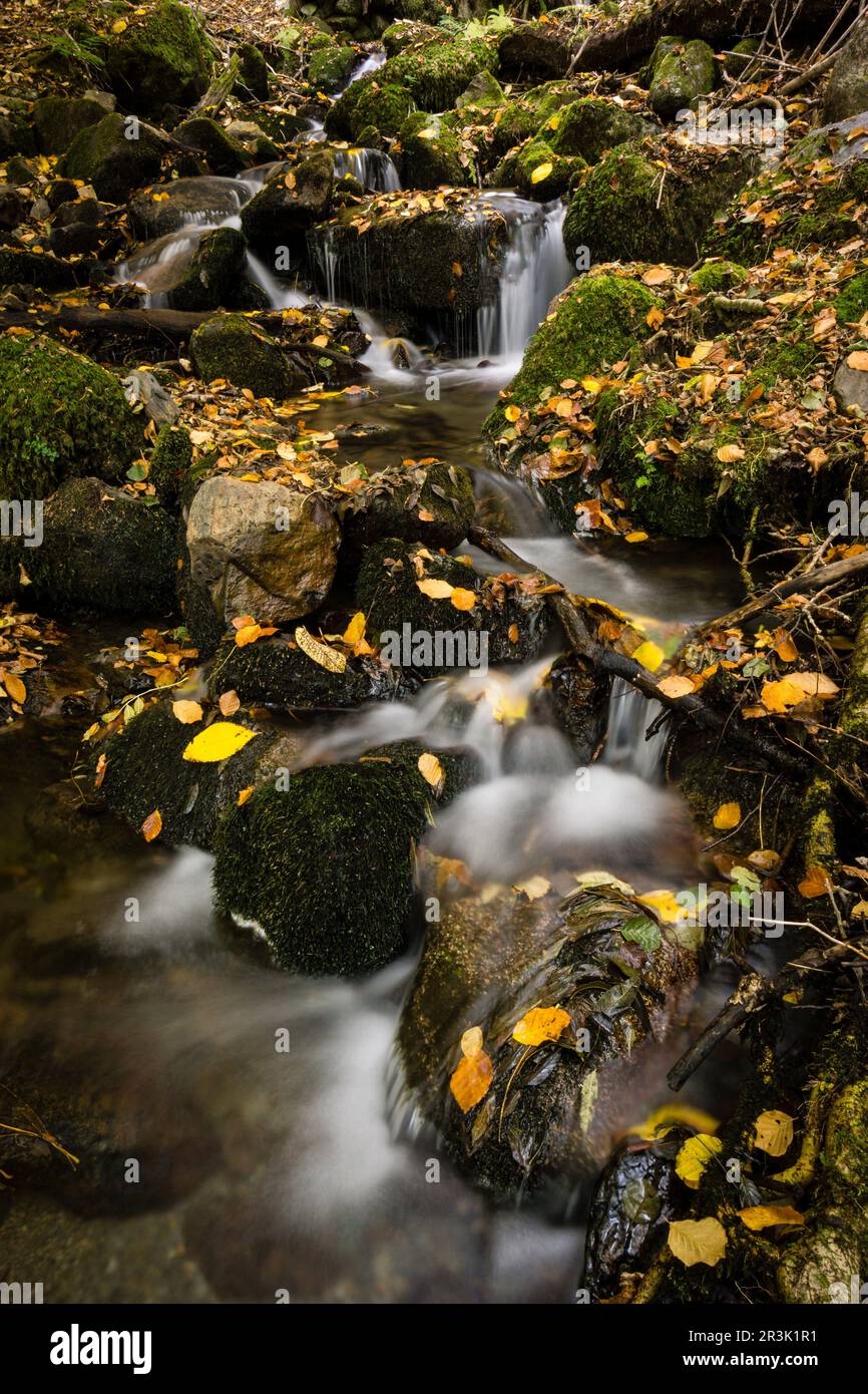 rio de Crlac, bosque de Carlac, - hayedo de Carlac-, Bausen, valle de ...
