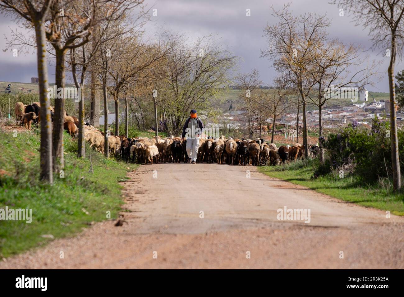 pastor con su rebaño, Campo de Criptana, provincia de Ciudad Real, Castilla-La Mancha, Spain. Stock Photo