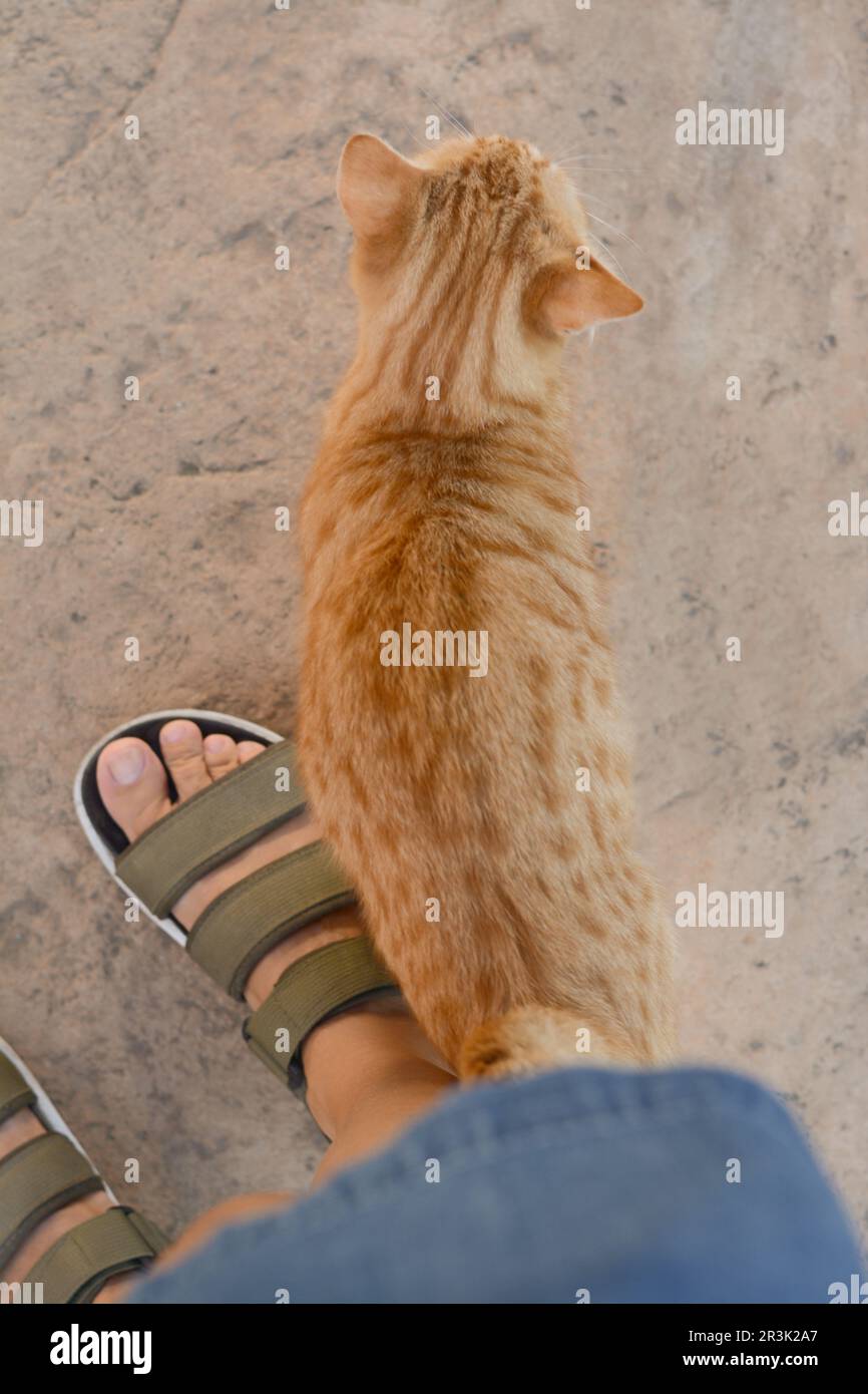 Cute stray cat rubbing against woman's leg outdoors, top view. Homeless