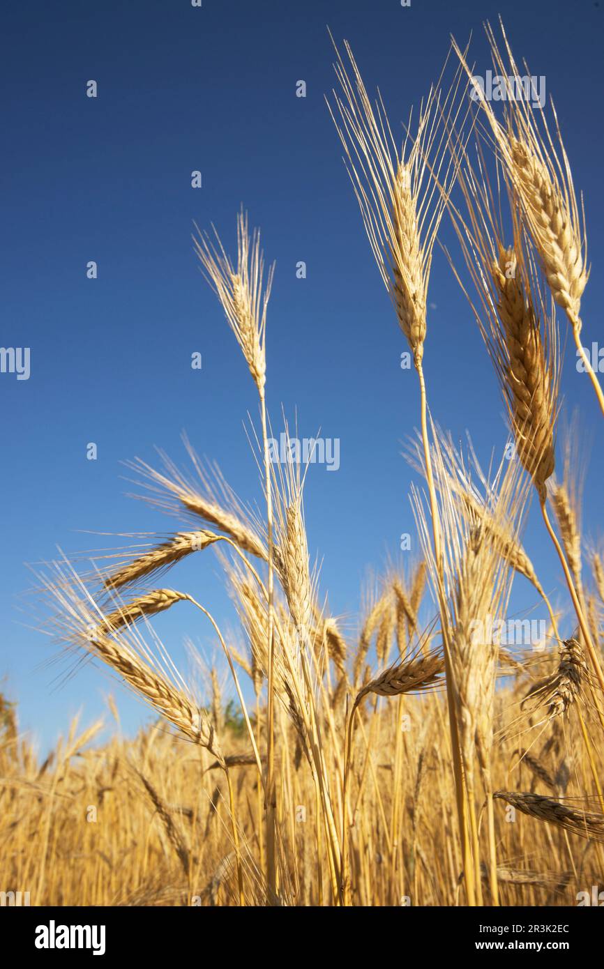 Hojas de cereales hi-res stock photography and images - Alamy