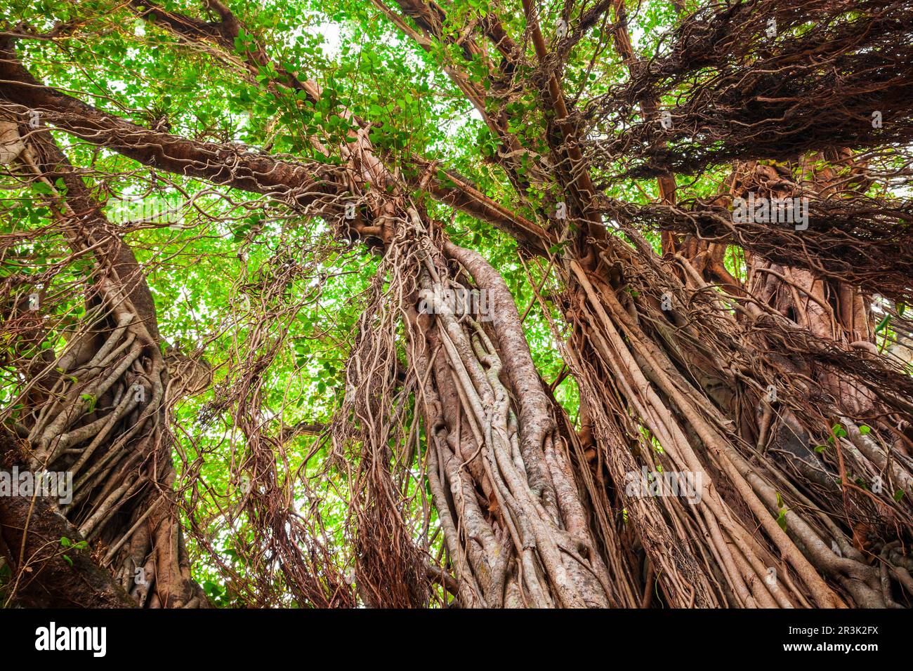 Big banyan or indian ficus tree in Goa in India Stock Photo Alamy