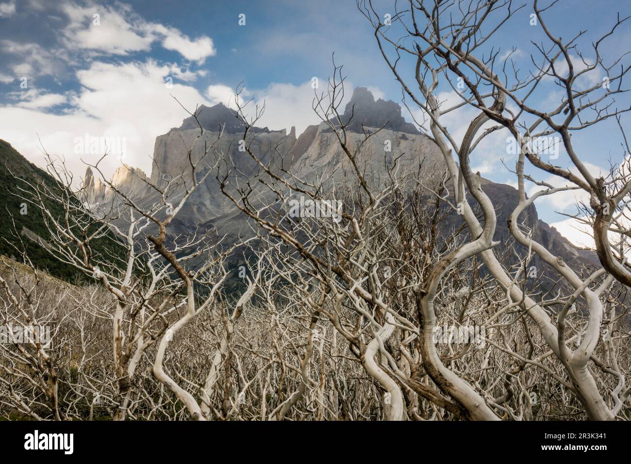 zona incendiada, trekking W, Parque nacional Torres del Paine,Sistema Nacional de Áreas Silvestres Protegidas del Estado de Chile.Patagonia, República de Chile,América del Sur. Stock Photo