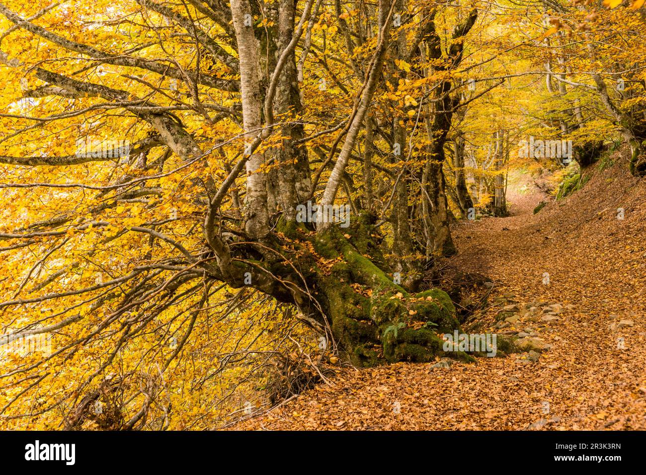 bosque de Carlac, - hayedo de Carlac-, Bausen, valle de Aran ...