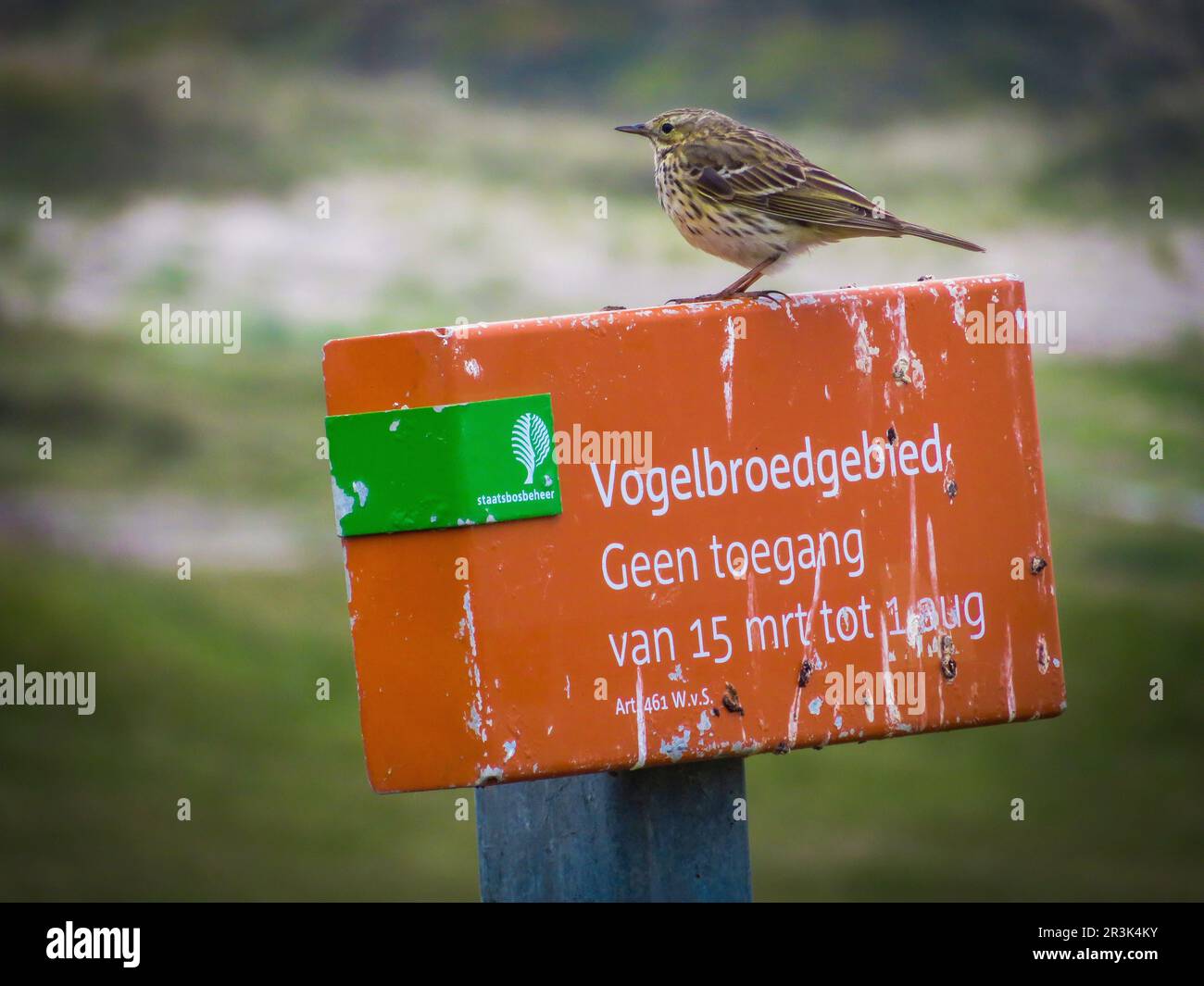 Netherlands, on the wadden island of Vlieland a meadow pipit sits on a no entry sign near the breeding area Stock Photo