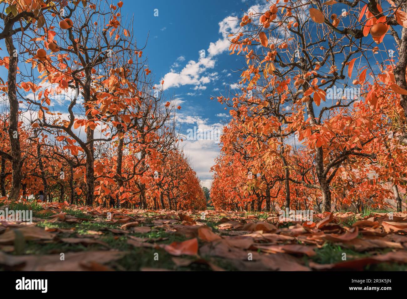 Beautiful persimmon trees with beautiful autumn colours and blue sky in Raeburn Orchard, Perth Western Australia Stock Photo