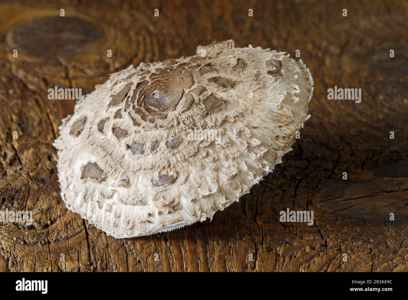 Cap of a parasol on wood Stock Photo