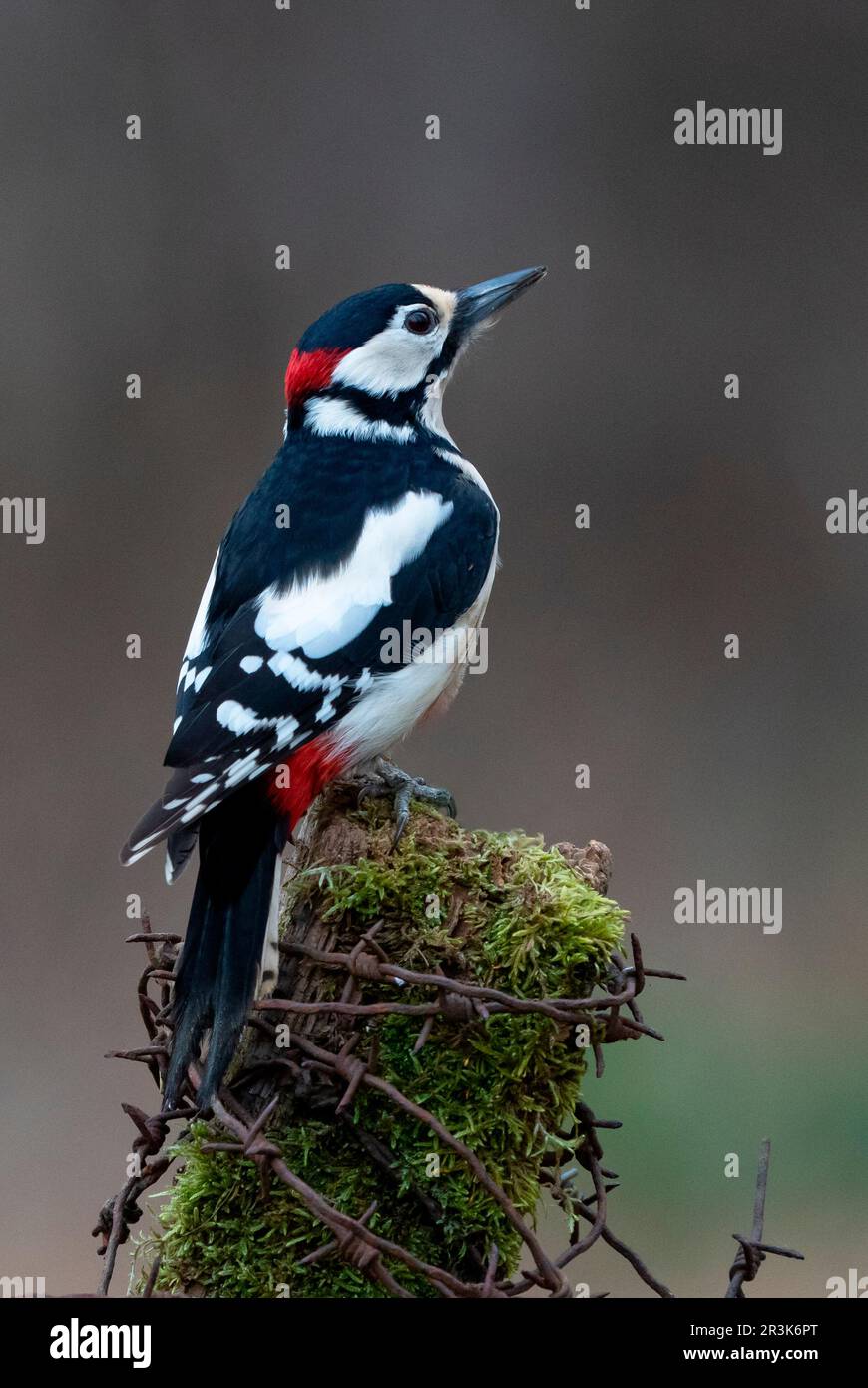 Great spotted woodpecker (Dendrocopos major) perched on top of a post, England Stock Photo