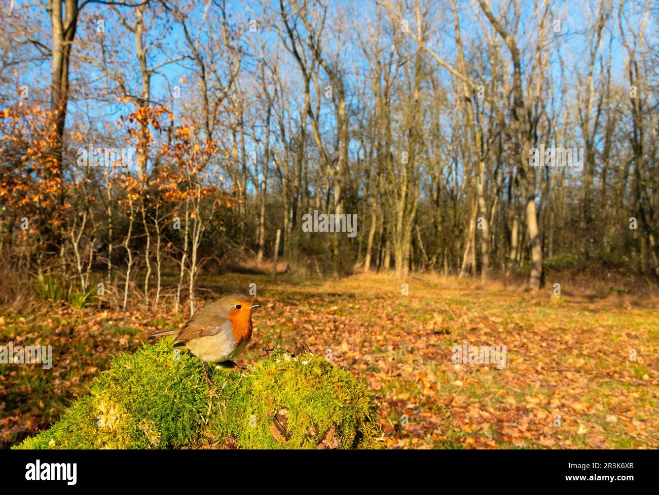 Robin; (Erithacus rubecula) perched on a mossy log, England Stock Photo
