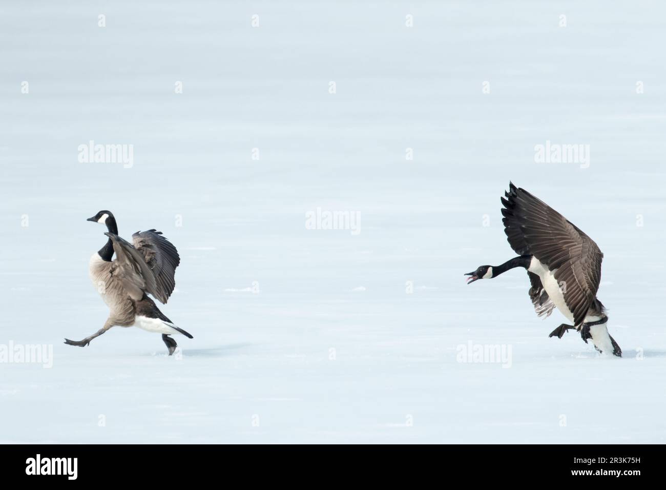 Canada geese (Branta canadensis) standing on a frozen lake, one goose ...