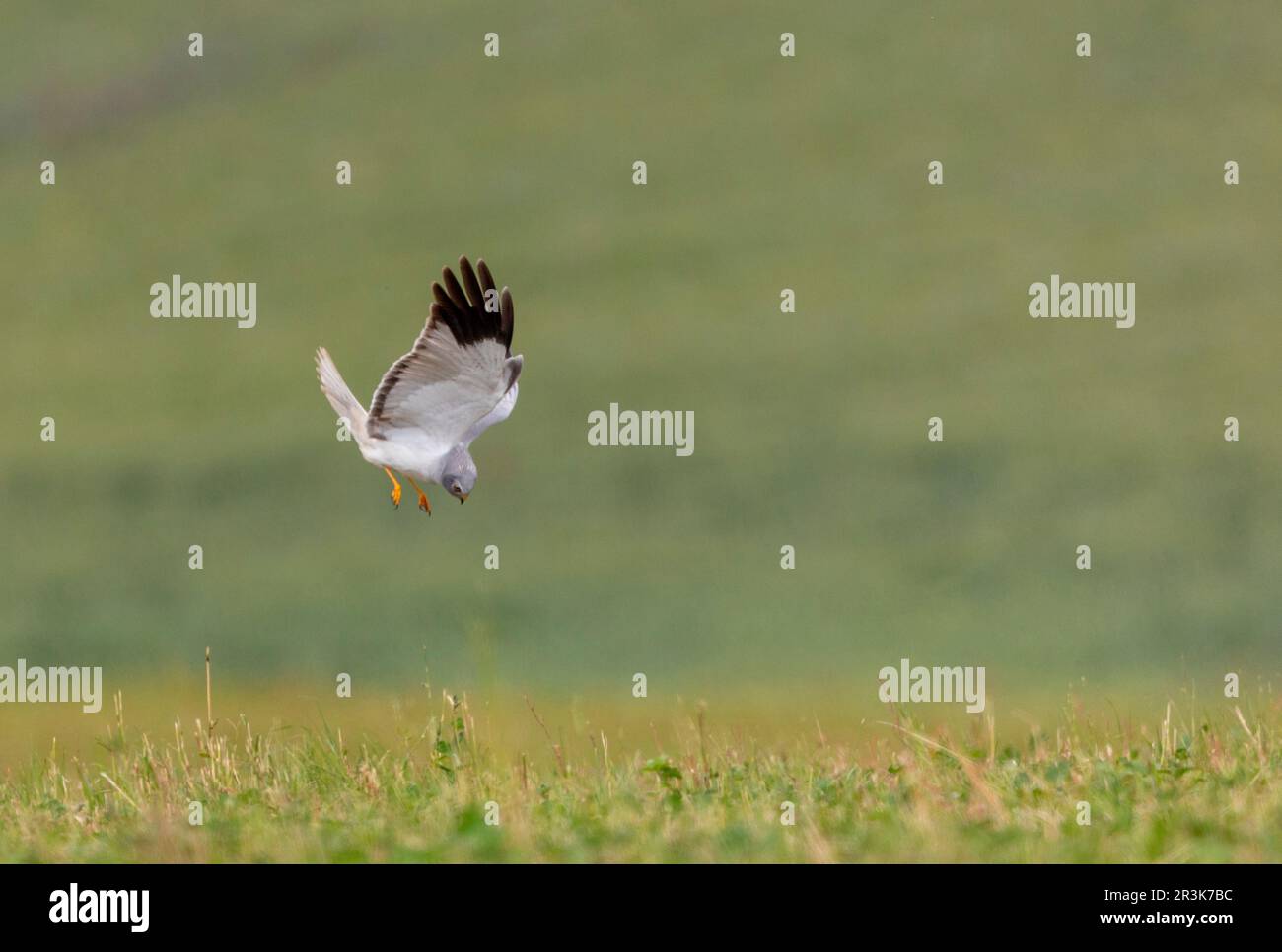 Hen Harrier (Circus cyaneus), Addult male, hunting rodents in flight ...