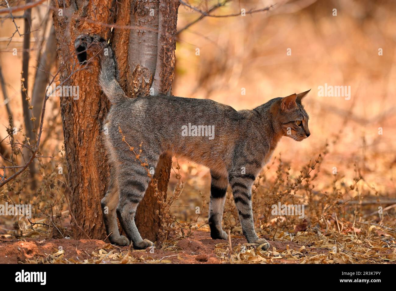 Southern African Wildcat (Felis silvestris cafra), Wild cat