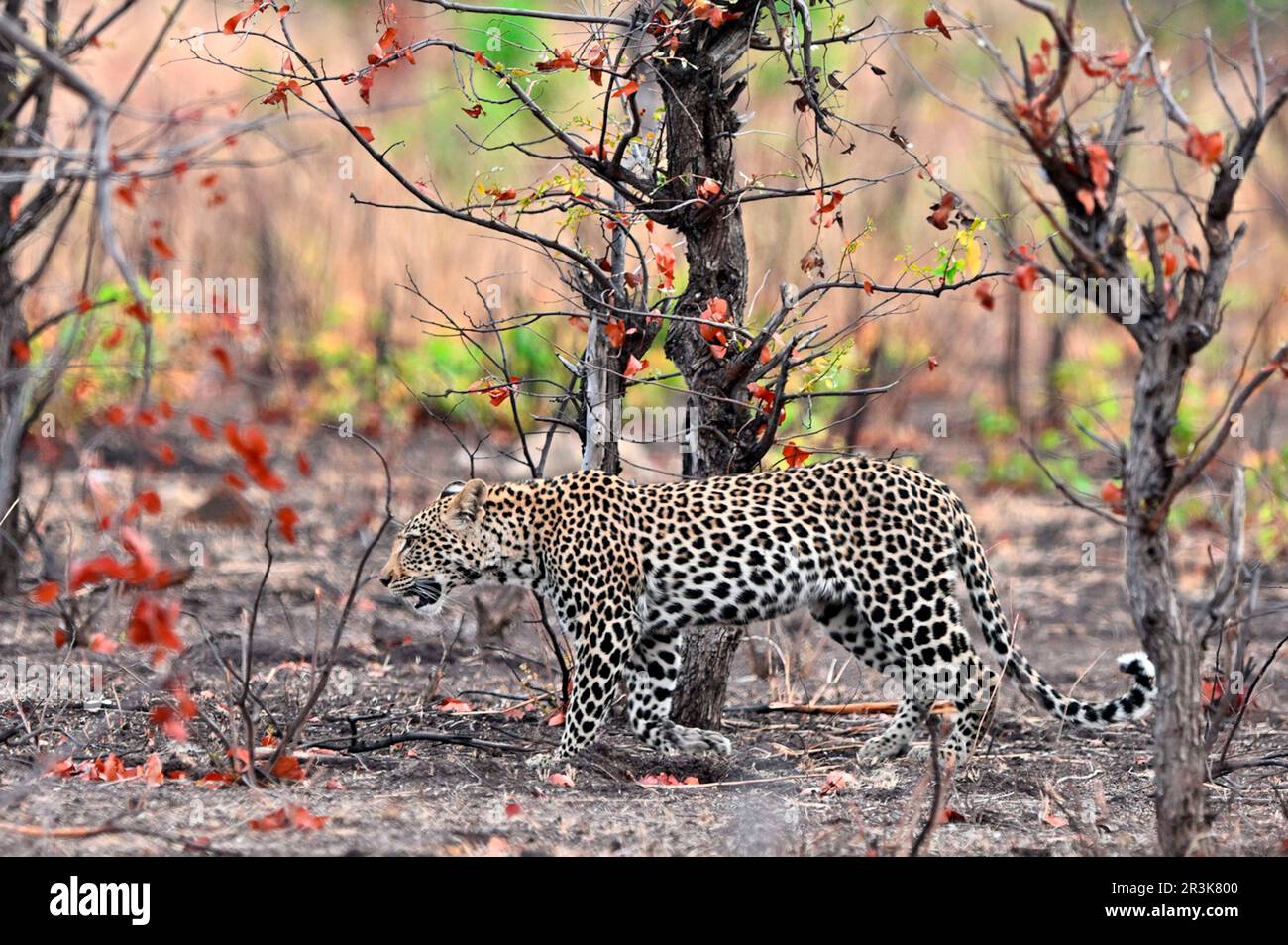 African leopard (Panthera pardus pardus) walking in the bush, Hwange ...
