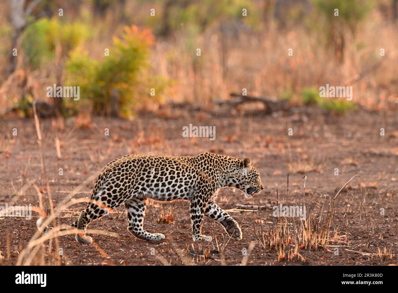 African leopard (Panthera pardus pardus) walking in the bush, Hwange ...
