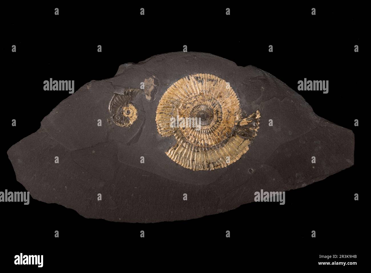 Dactylioceras sp. Toarcian (180 million years). Germany. The hole in