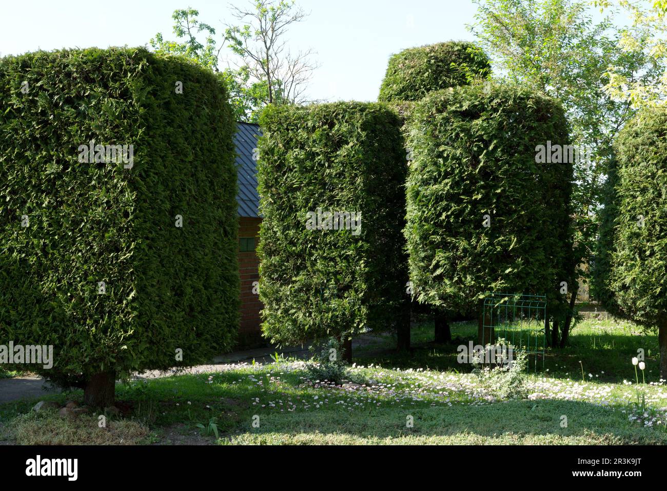 Bushes shape design. Curly pruning thuja. Thuja rectangular shape Stock Photo