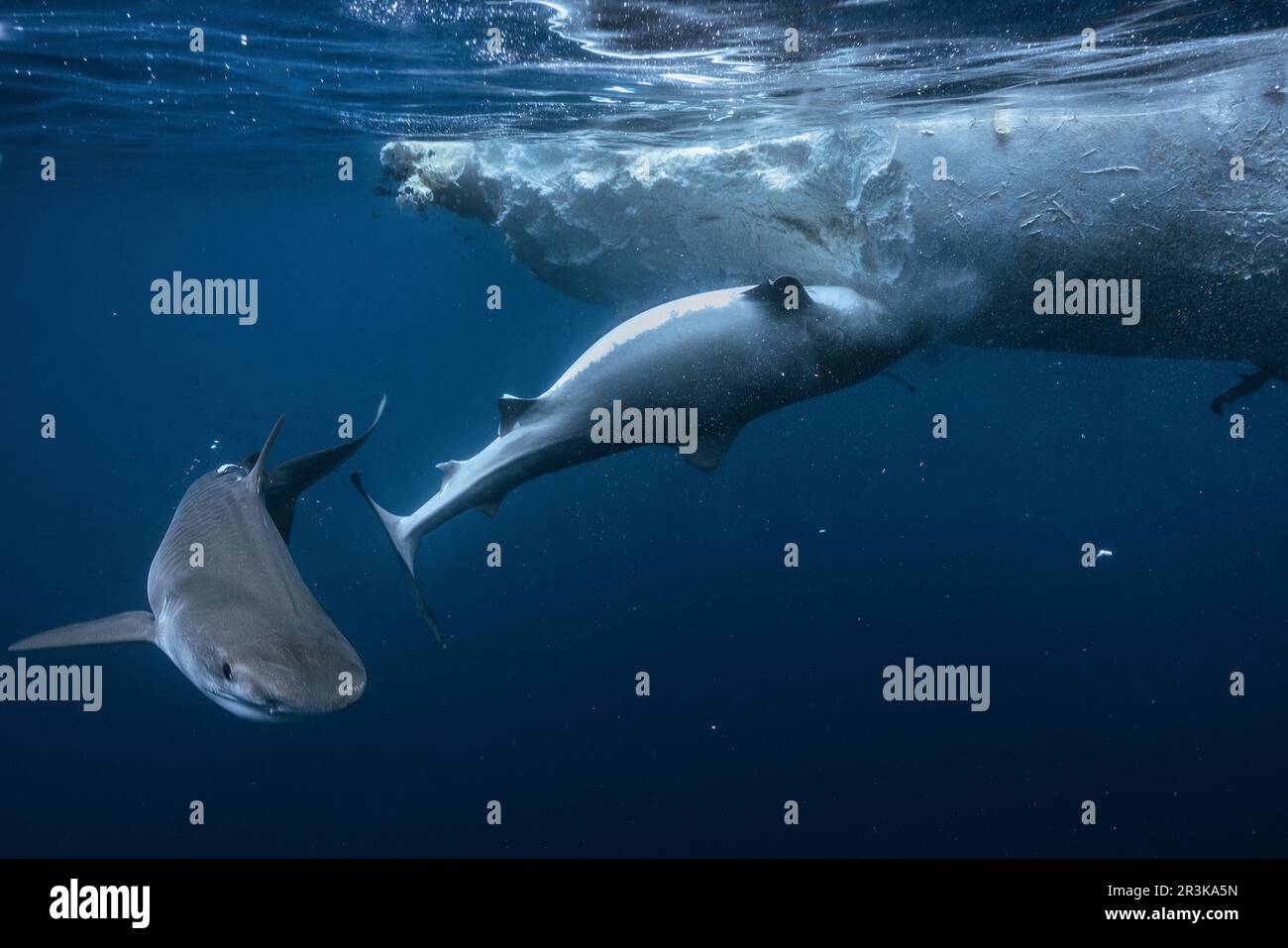 Tiger shark (Galeocerdo cuvier) eating a whale carcass drifting off ...