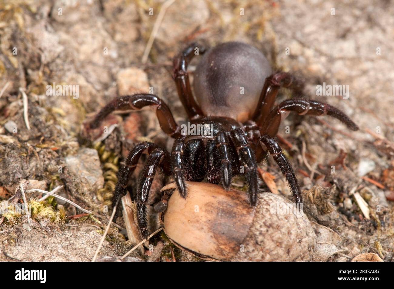 Female of trapdoor spider (Cteniza sauvagesi) in habitat, front view