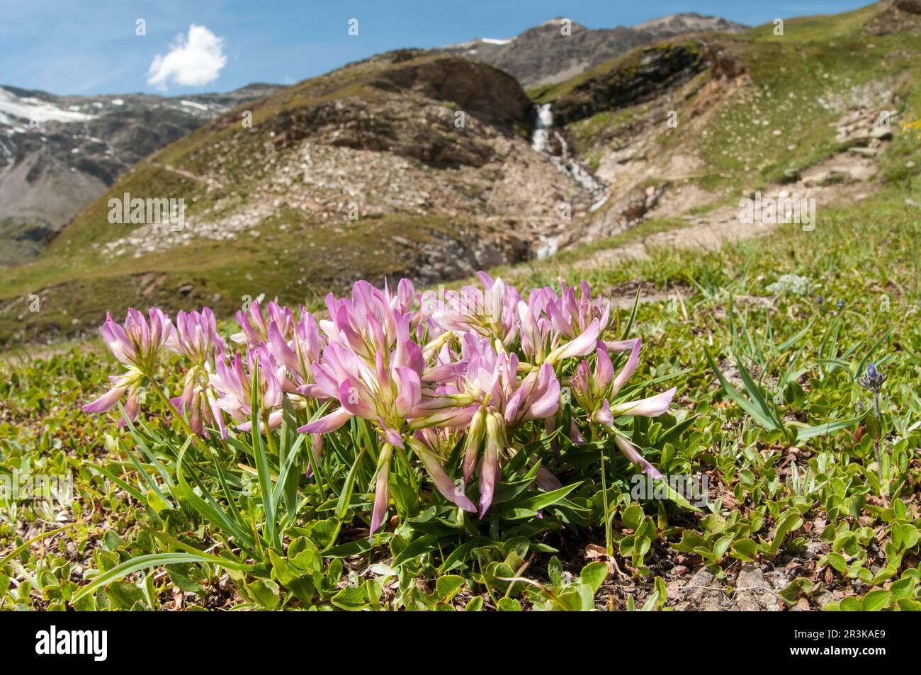 Alpine clover (Trifolium alpinum) growing in tipical high altitude habitat, Gran Paradiso national park, Piedmont, Italy Stock Photo