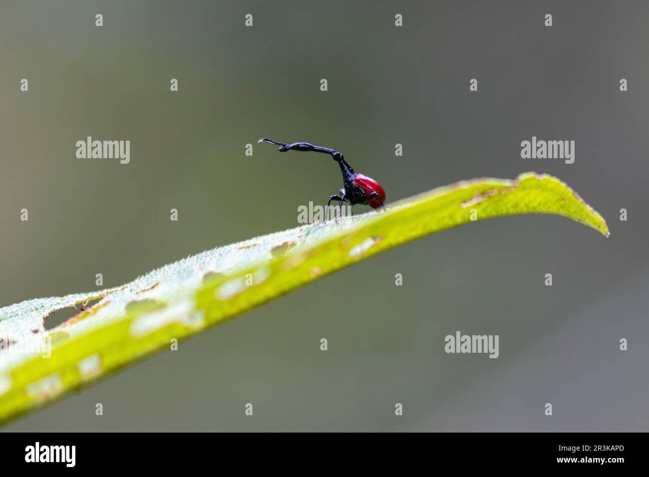 Giraffe-necked Weevil (Trachelophorus giraffa) male in situ, Vohimana