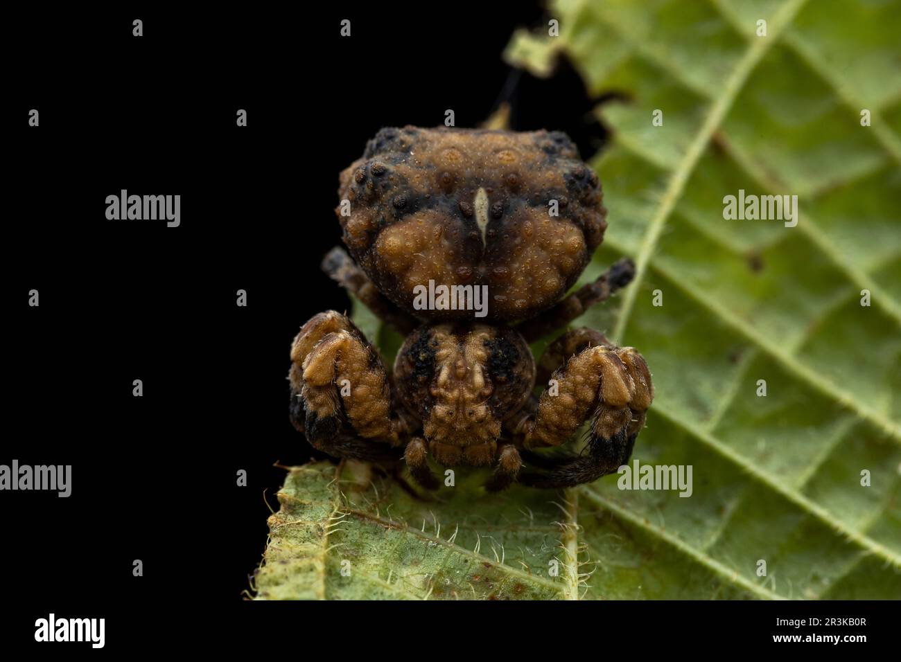 Birddropping Crab Spider (Phrynarachne rugosa), Analamazaotra, Alaotra