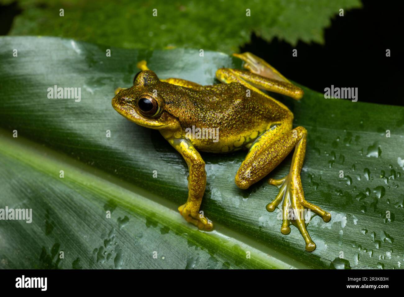 Ida's Brighteyed Frog (Boophis idae) in situ, Analamazaotra Madagascar