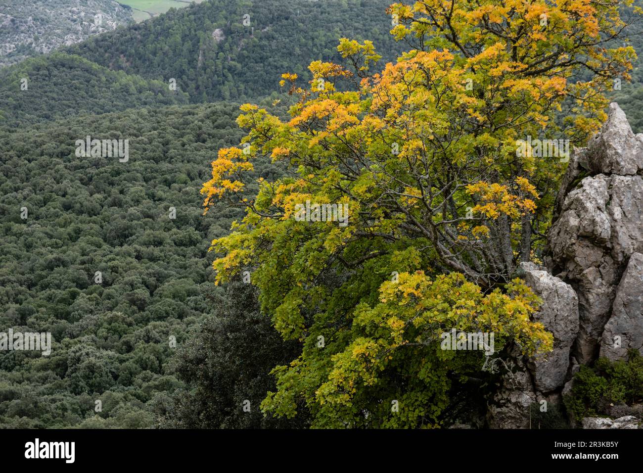 autumn maple, Acer opalus subsp. garnetnse , Ses Voltes d'En Galileu, Mallorca, Balearic Islands, Spain. Stock Photo
