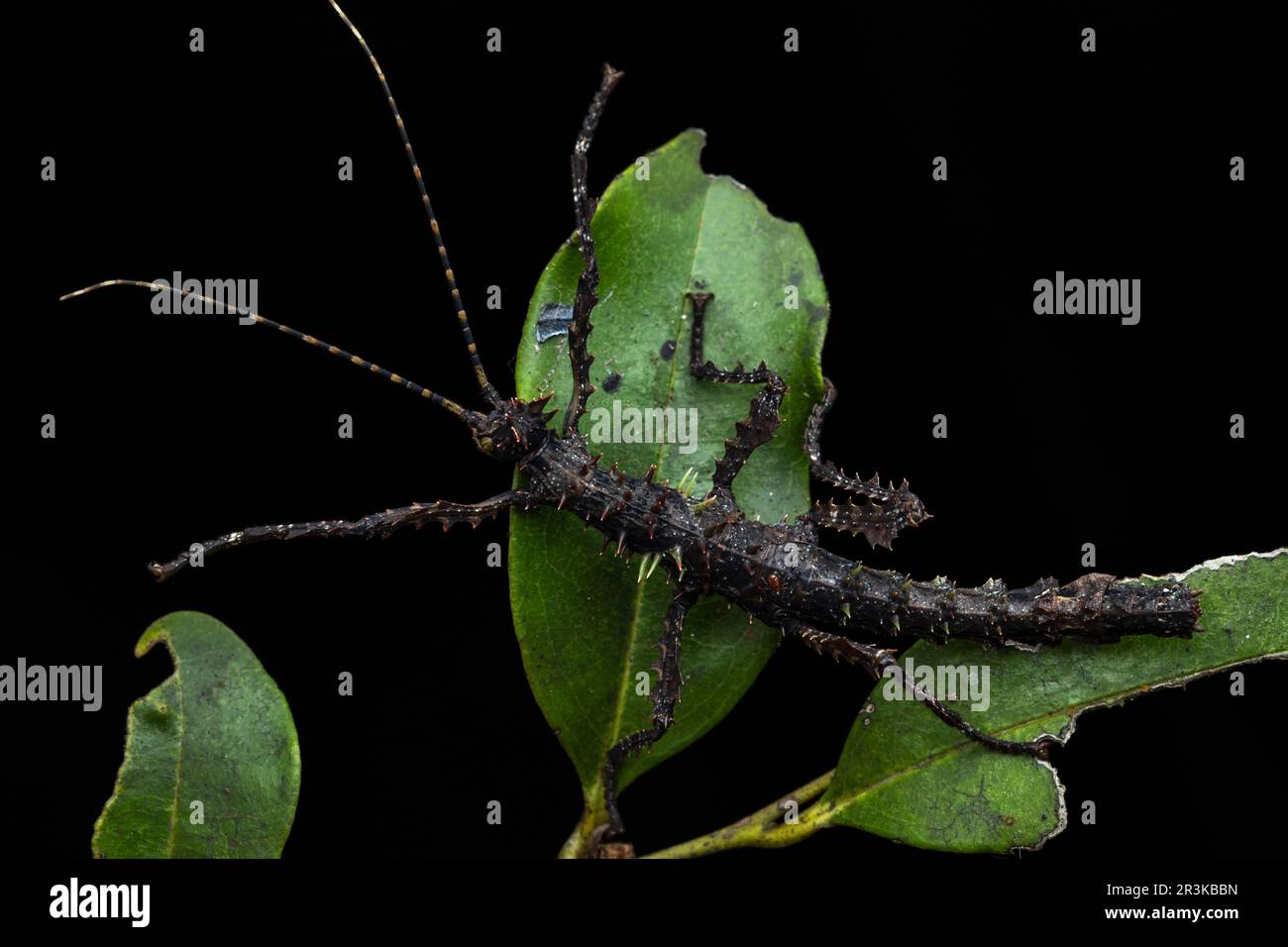 Spiny stick insect (Parectatosoma hystrix), Vohimana, Alaotra-Mangoro ...