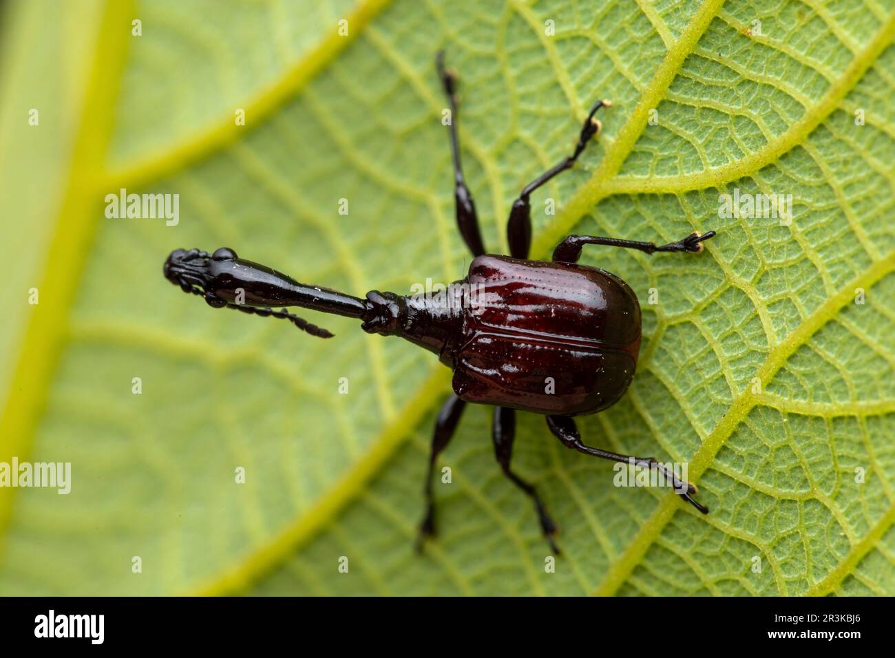Giraffe necked weevil trachelophorus abdominalis hi-res stock