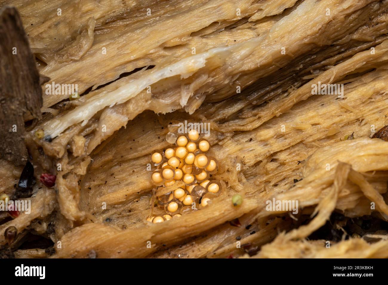 Beautiful Mantella (Mantella pulchra) eggs, Vohimana, Alaotra-Mangoro, Madagascar Stock Photo