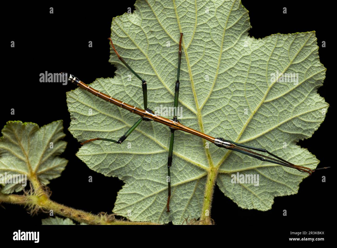 Stick insect (Leiophasmatinae sp) in situ, Vohimana, Alaotra-Mangoro ...